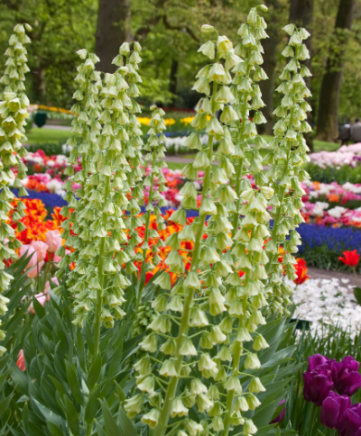 Fritillaria