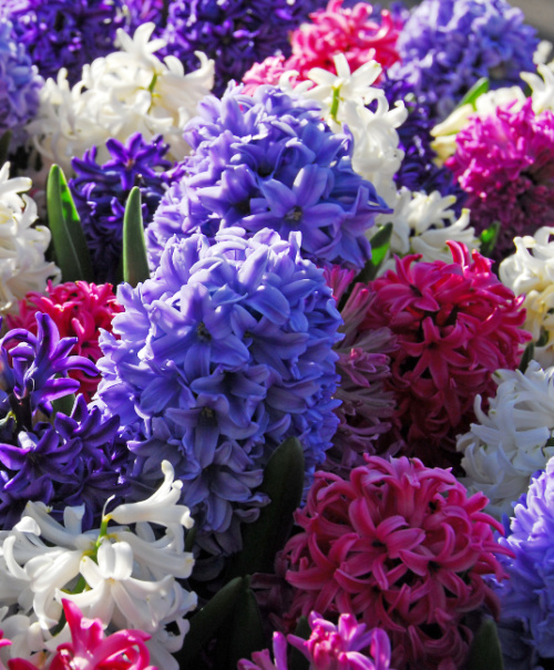 Hyacinths