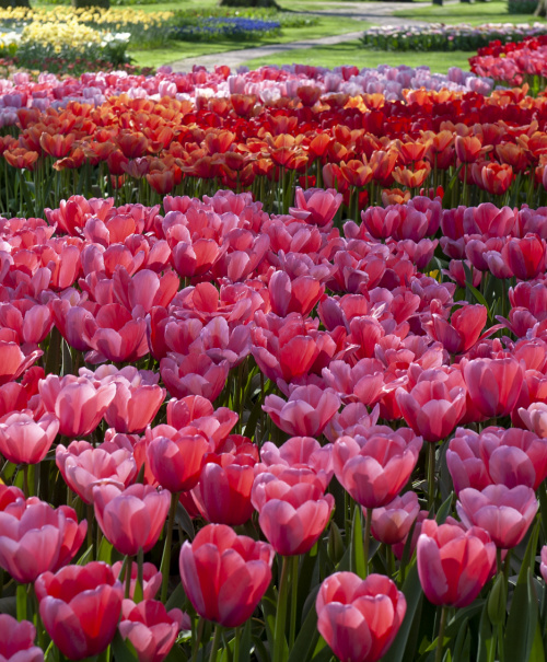 Tulips