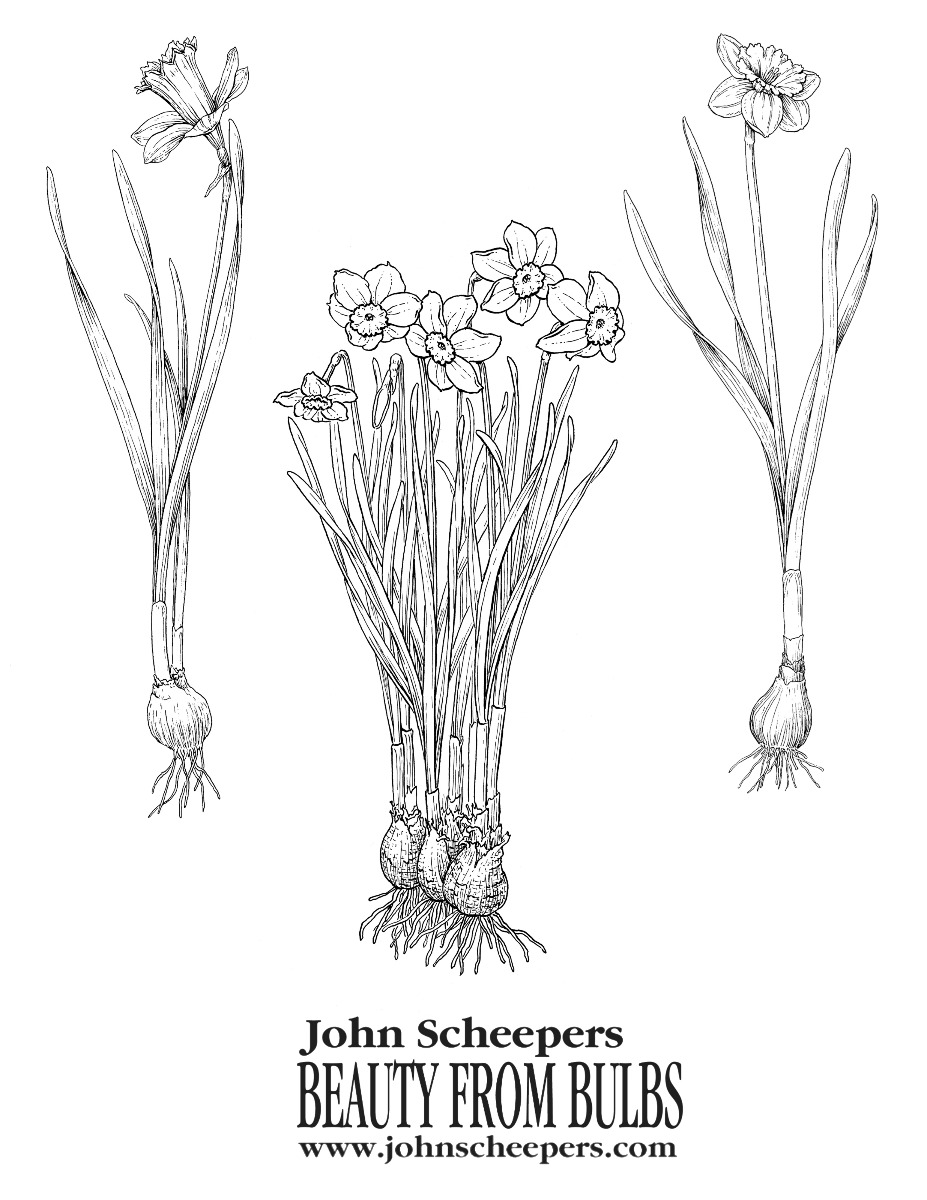 Narcissi