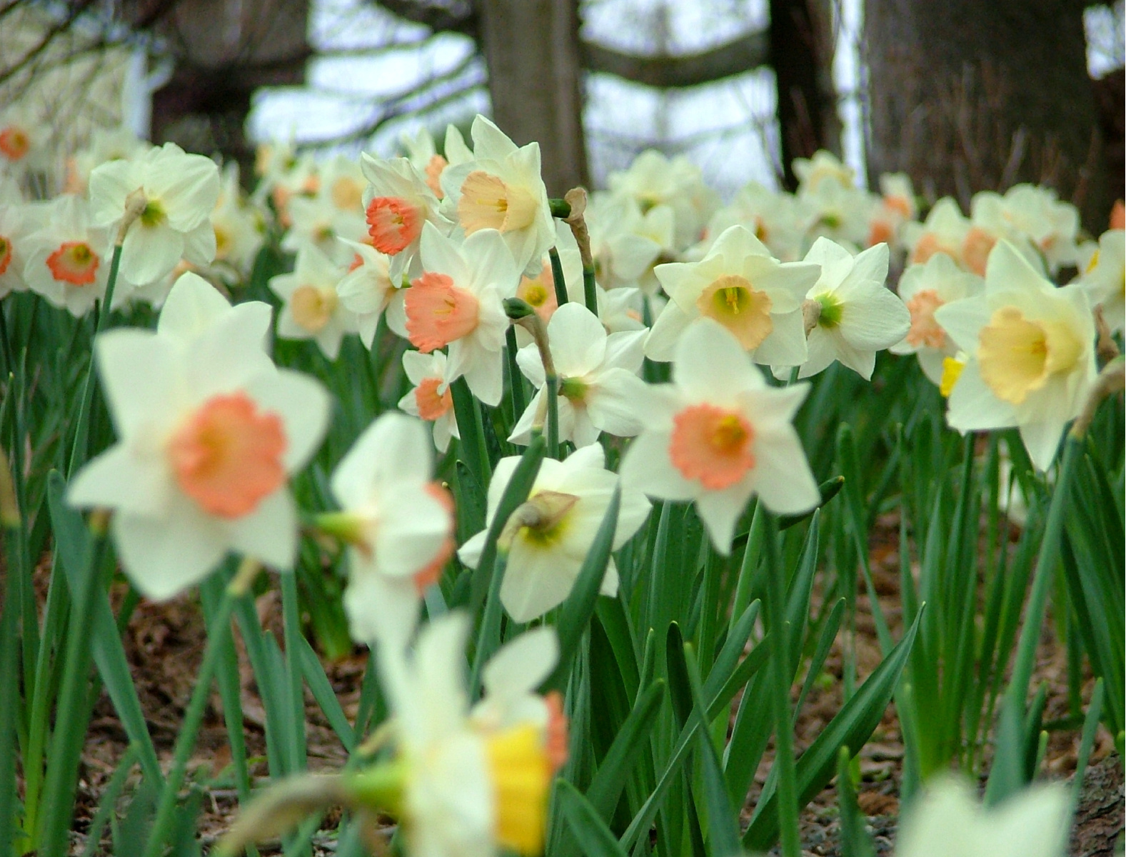 Naturalized Flower Bulb Plantings