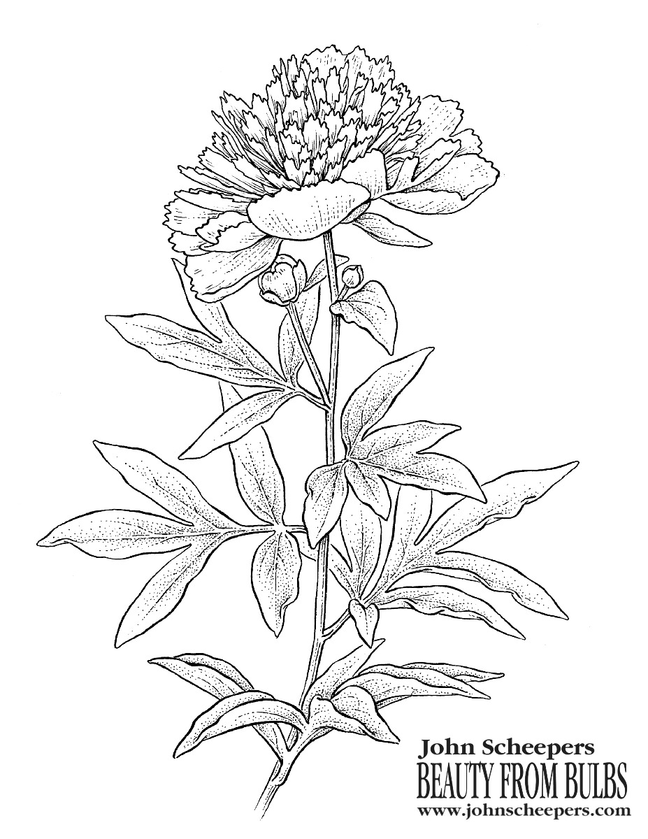 Peony