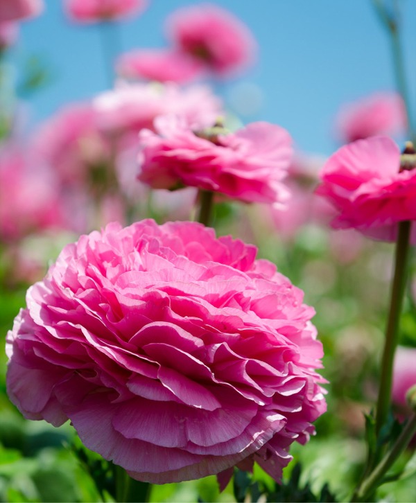 Tecolote Ranunculus
