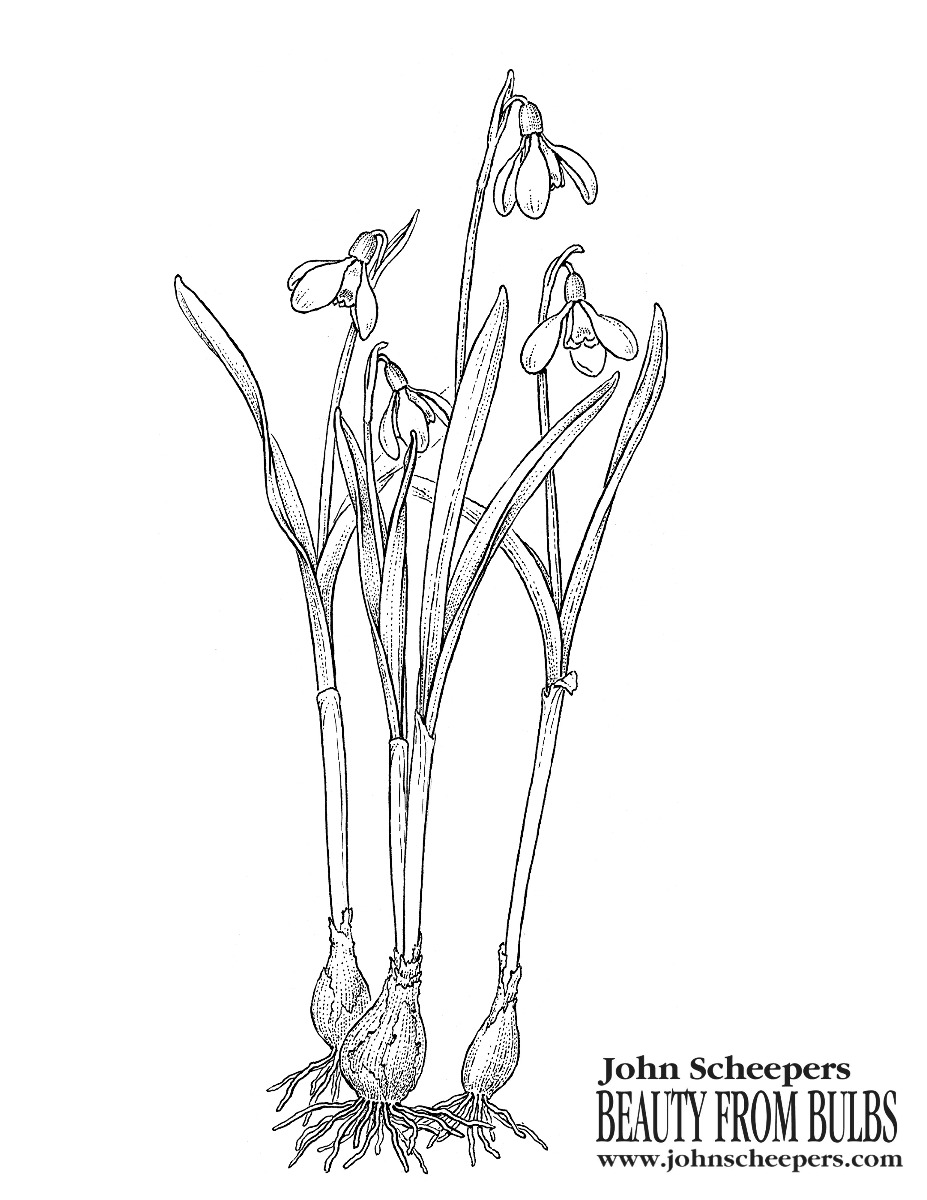 Snowdrops