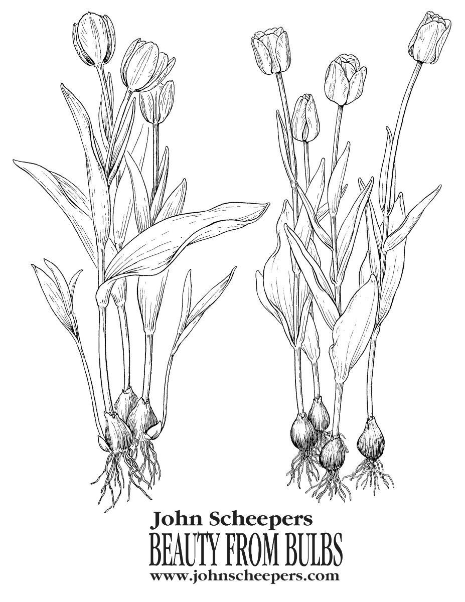 Tulips