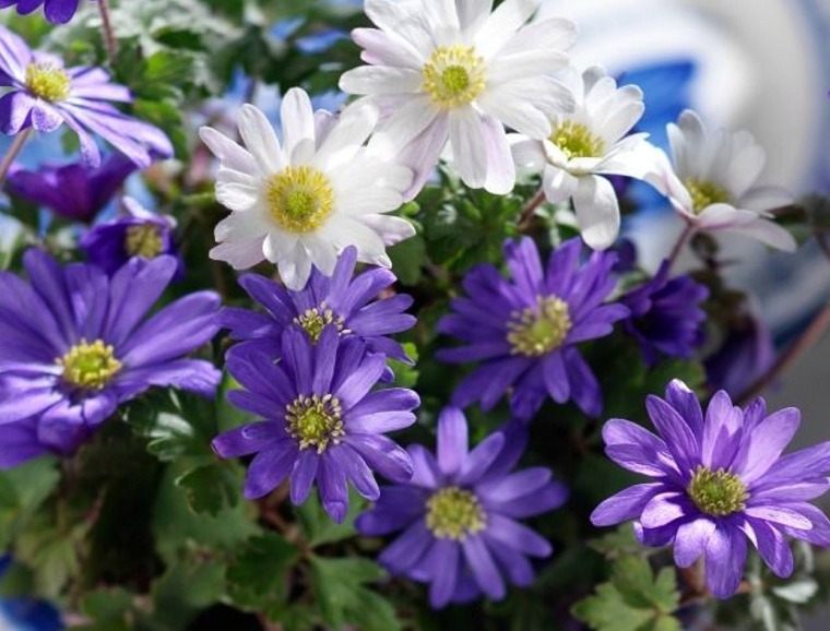 Anemone blanda Hort Tips