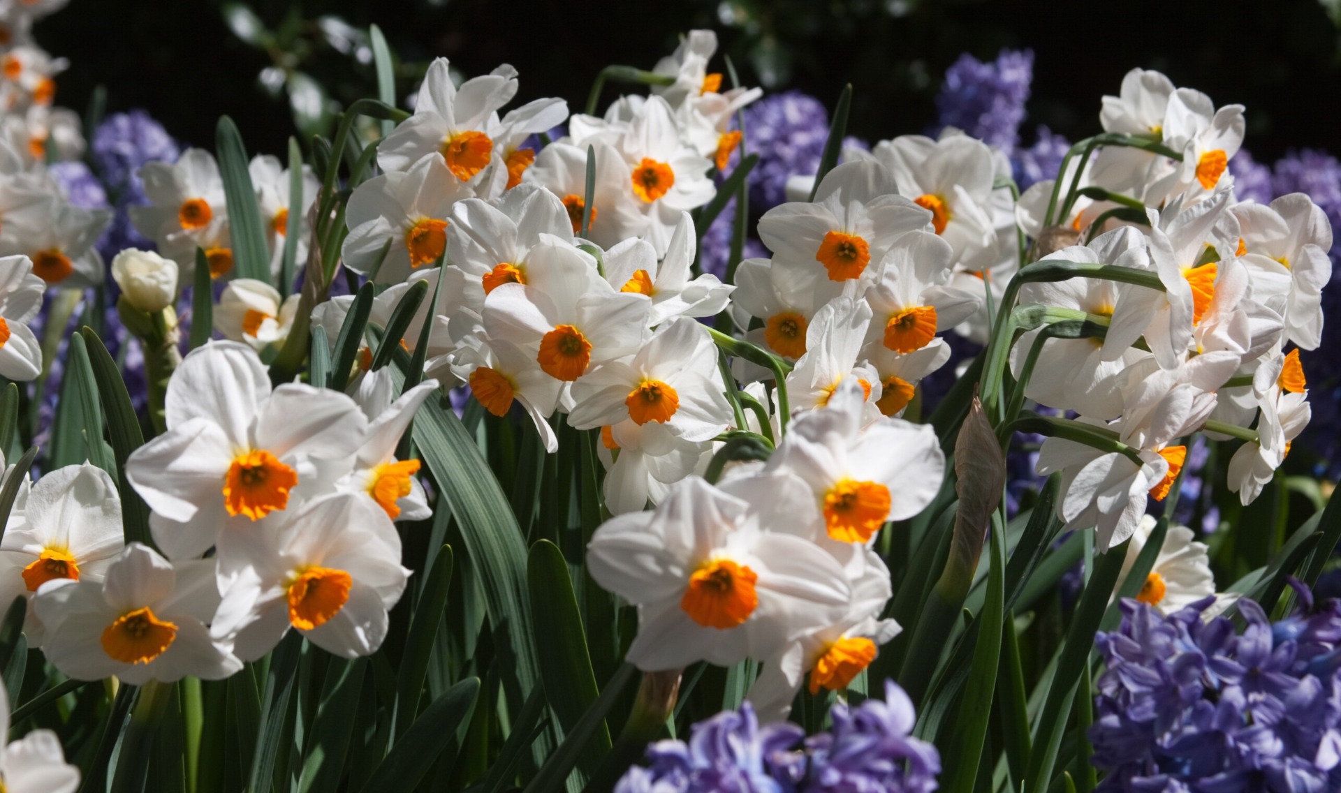 Horticultural Tips By Class