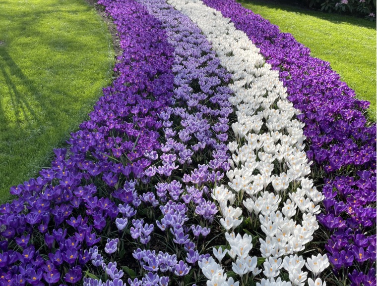 Crocus Horticultural Tips