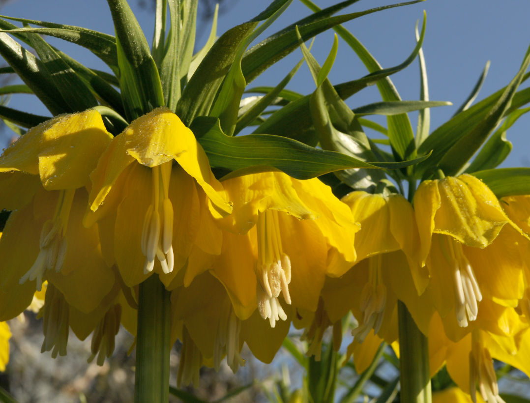 Deer and Critter Resistant Flower Bulbs