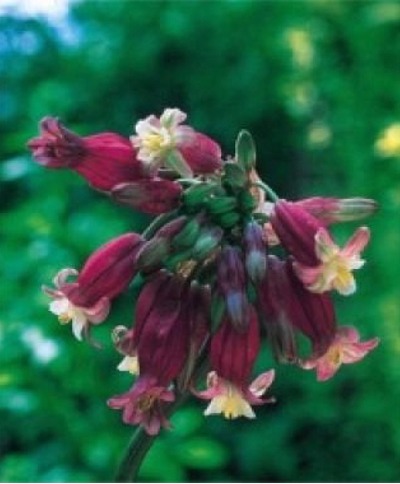Dichelostemma