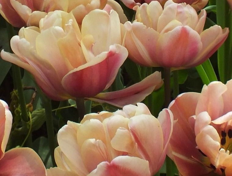 Explosive Annual Color