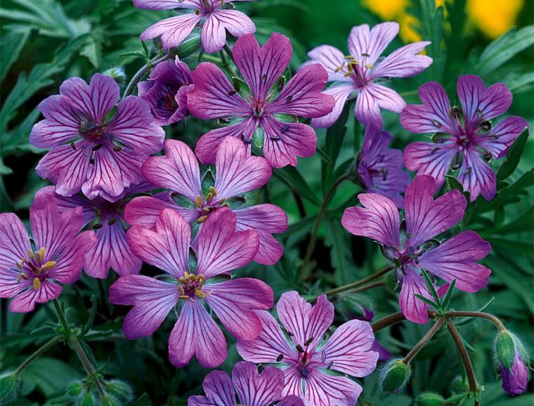 Geranium Horticultural Tips
