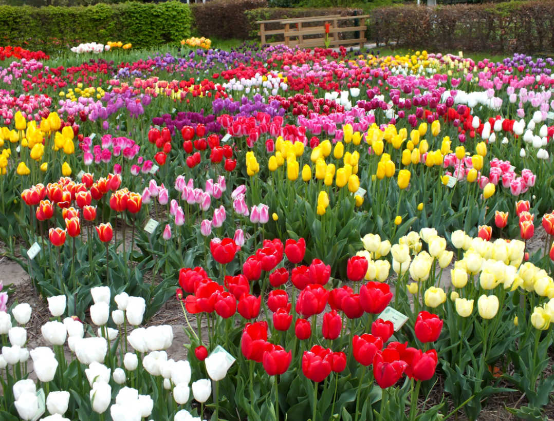 Heirloom Flower Bulbs