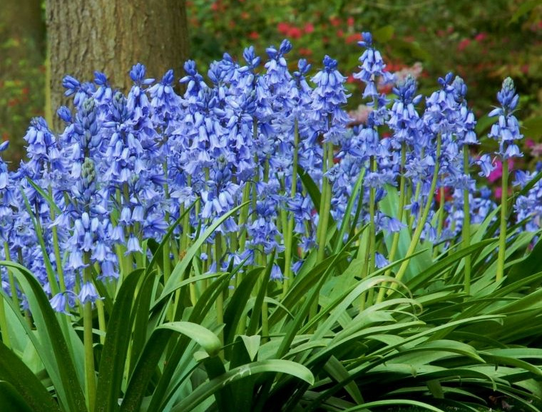Hyacinthoides Hort Tips