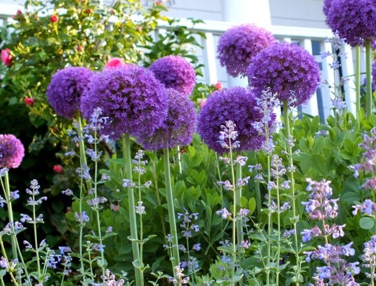Interplant Bulbs Among Perennials