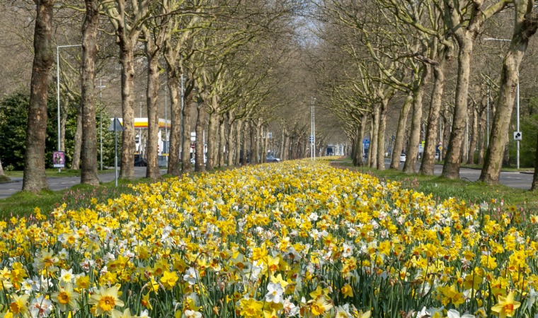 Narcissus Horticultural Tips