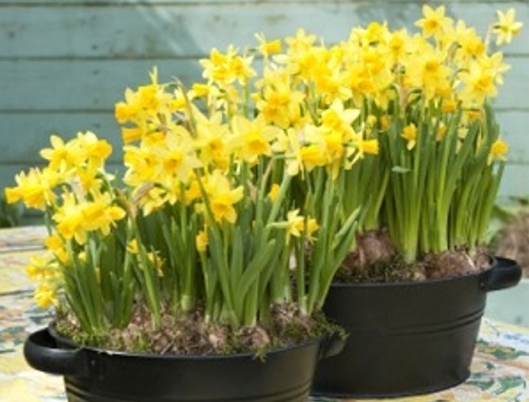 Narcissus Forcing Tips