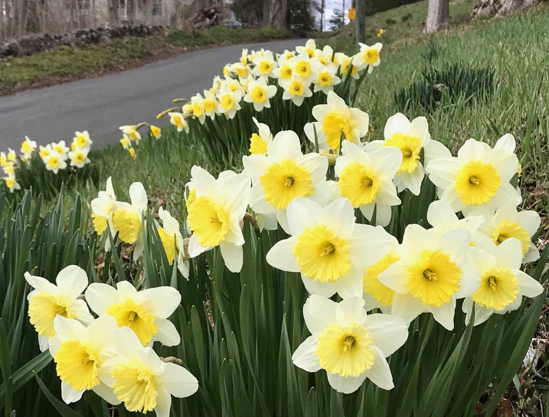 Perennial Flower Bulbs