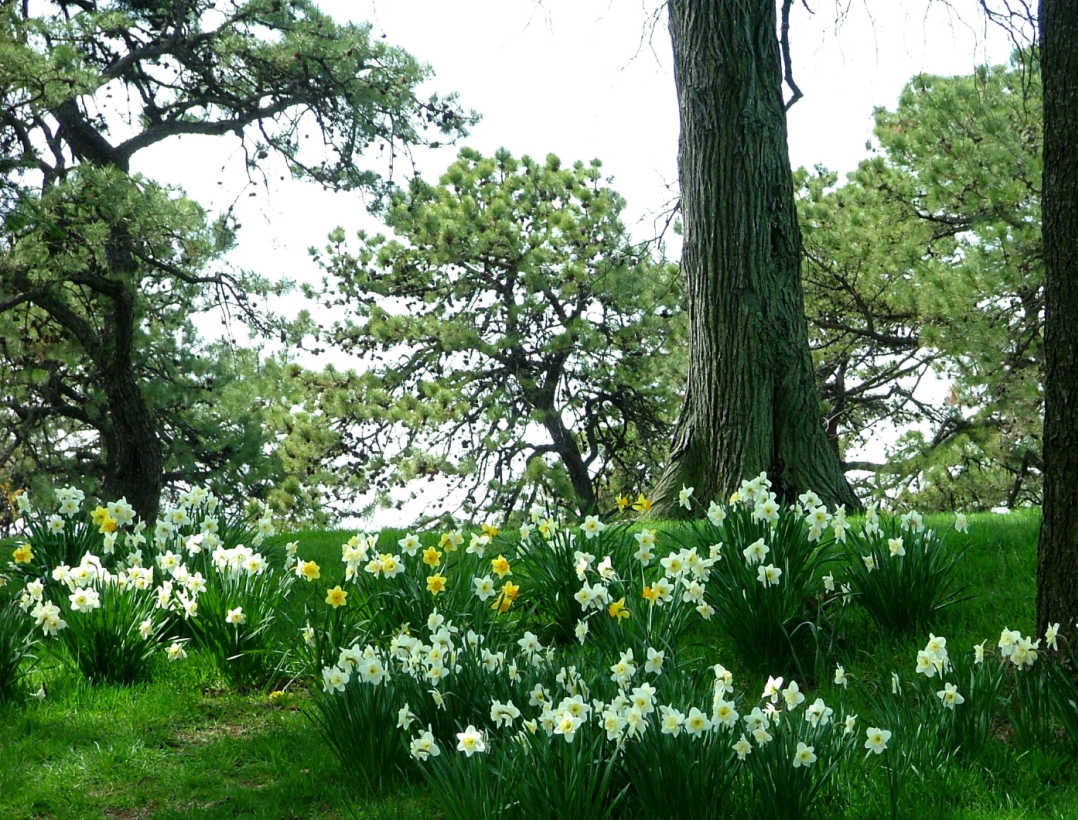 Public Gardens