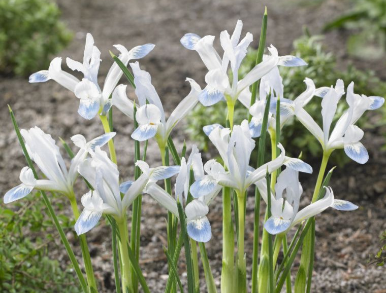 Rock Garden Iris Hort Tips