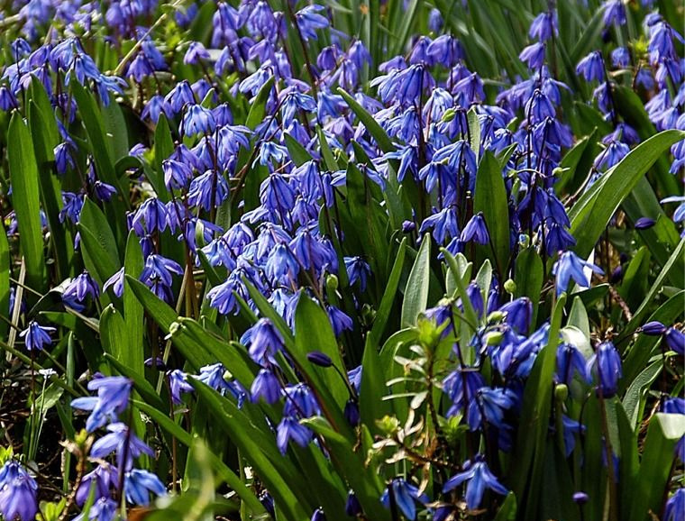 Scilla Horticultural Tips