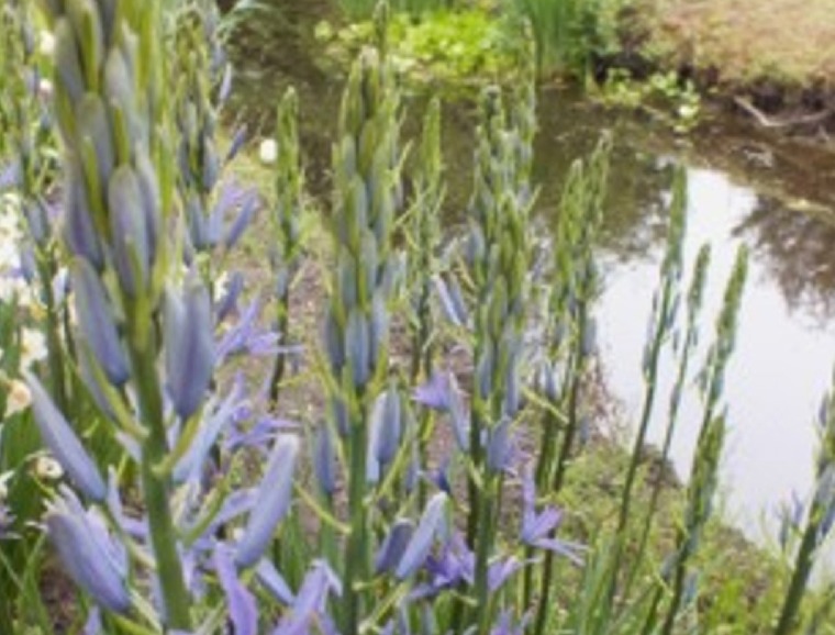 Planting Site Requirements