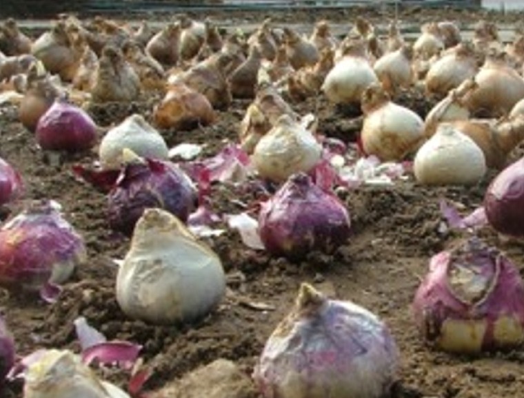 Soil Good for Flower Bulbs