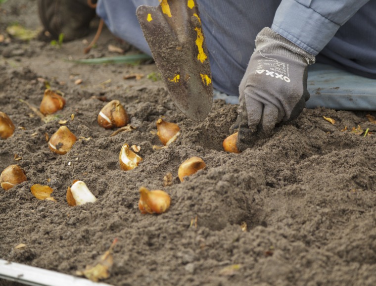 Planting Depth and Spacing