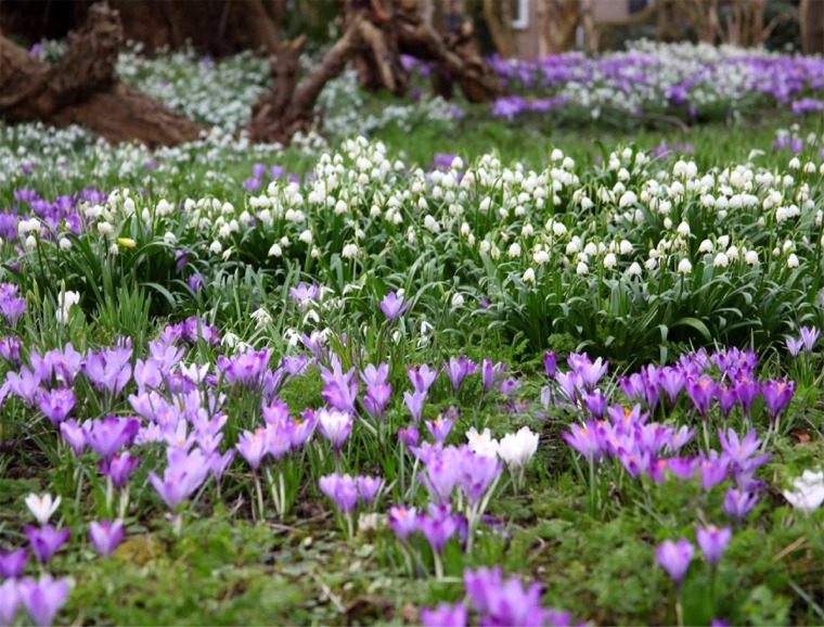 Stinze Plantings