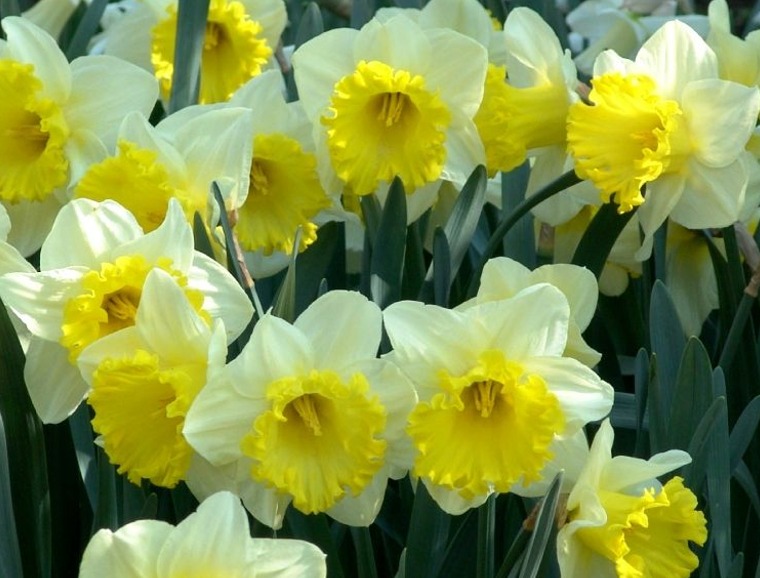 Transplanting Mature Flower Bulbs