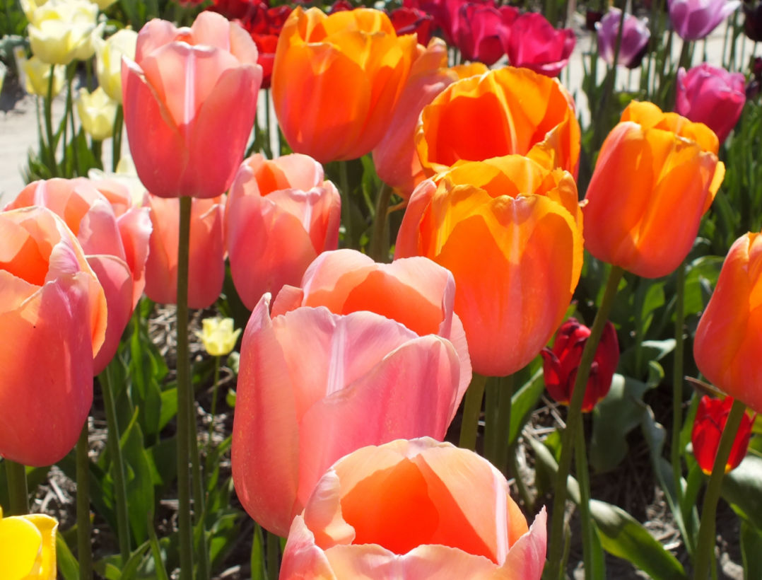Flower Bulbs for Warmer Climates