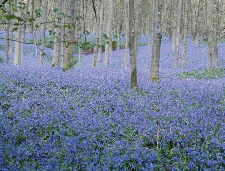 Woodland Bulb Plantings